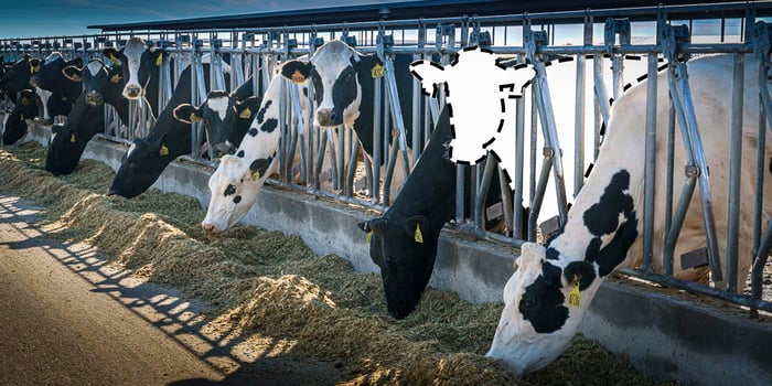 Disappearing Cows