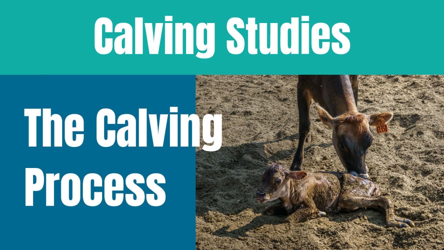 Insights into the Calving Process of Cattle