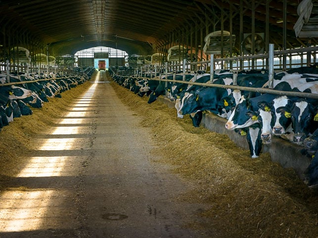 Real Herd Management Skills with the Dairy Challenge