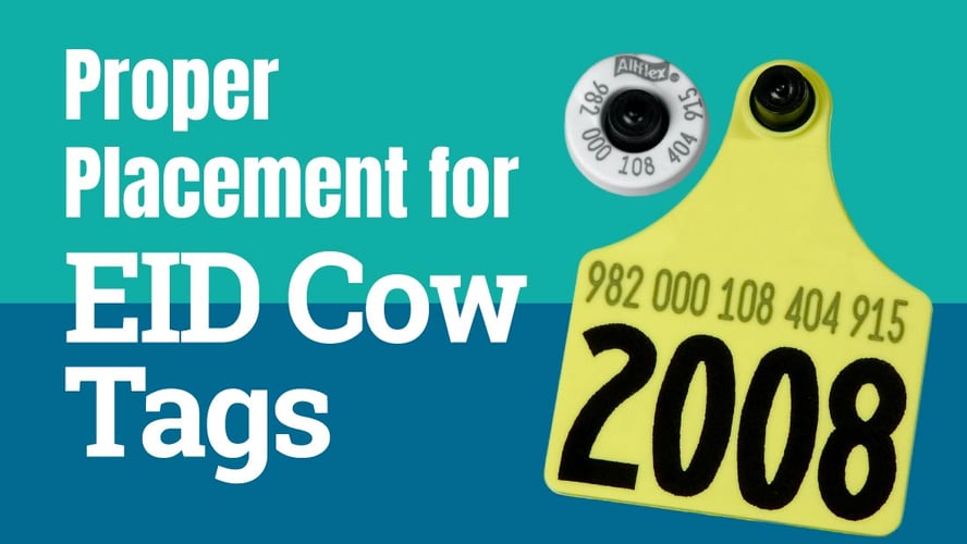 Tips for proper EID tag placement for dairy cattle