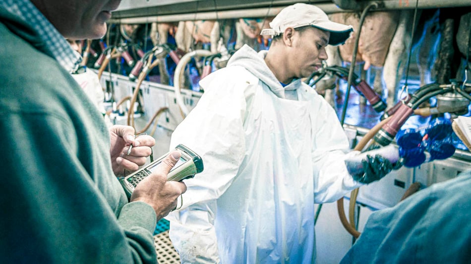 Testing for Disease in Cows: How Accurate Are the Results?