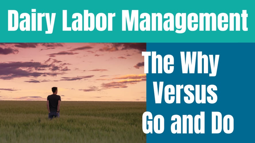 Dairy Labor Management: Understanding The Why Versus Go and Do