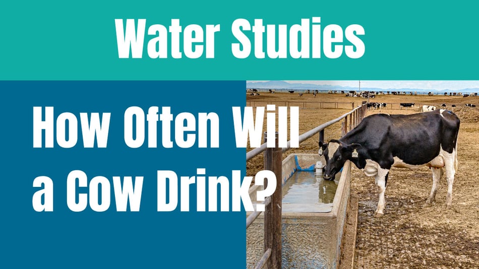 How often will a cow drink every day?