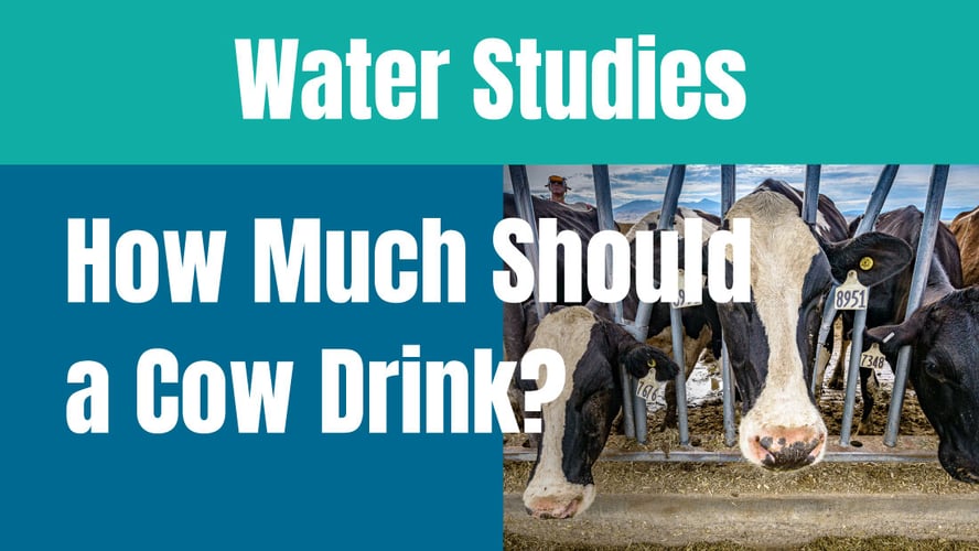 How much water should a cow drink every day?