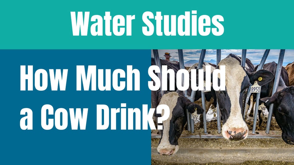 How much water should a cow drink every day?