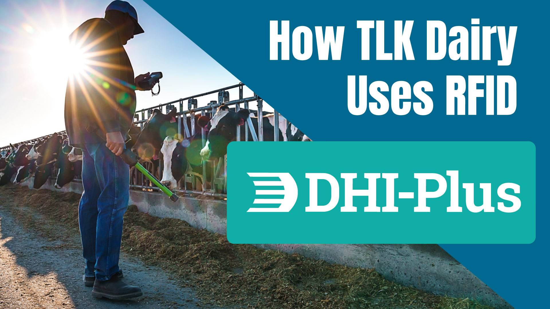 How TLK Dairy Uses RFID