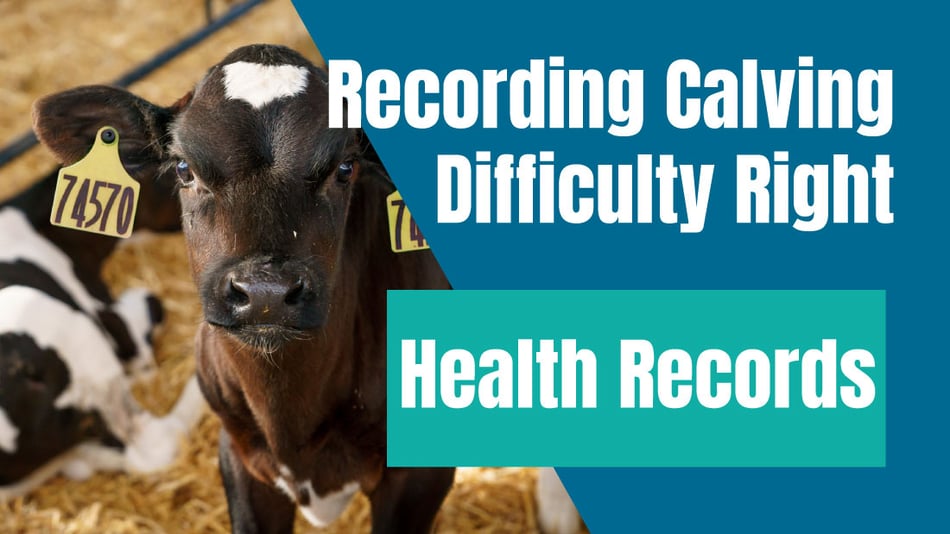 From Calving Ease to Dystocia: Understanding Calving Difficulty