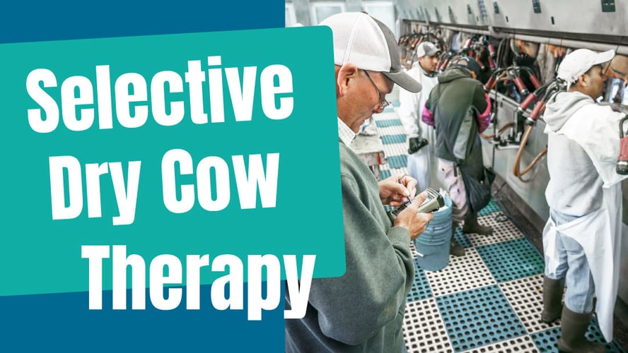 Selective Dry Cow Therapy: A Strategic Shift Toward Sustainable Dairy Farming