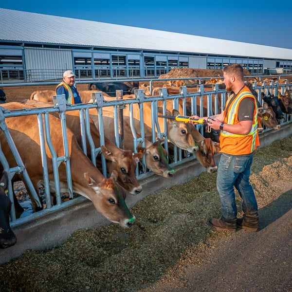 Recording Cow Health Data with DHI-Plus and RFID