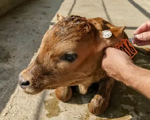 calf genetics