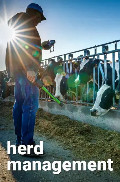 A dairy worker using DHI-Plus software with an RFID wand.