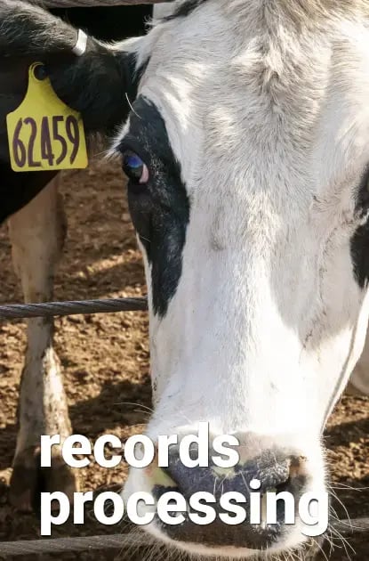 A cow with a cow tag for dairy records processing