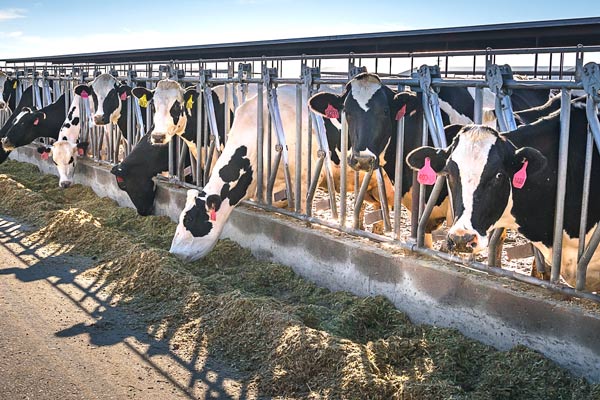 cows-DSC3629