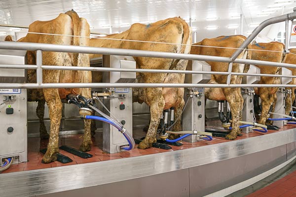 Software Interface with Milking Equipment