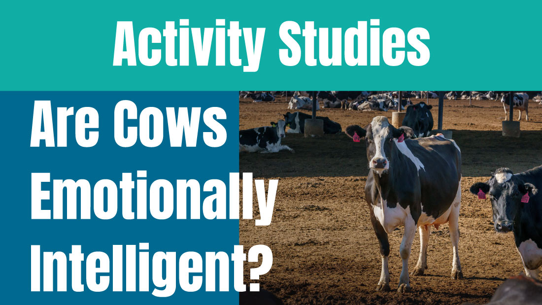 Studies on the Activity of Cows to discover if they are emotionally intelligent.