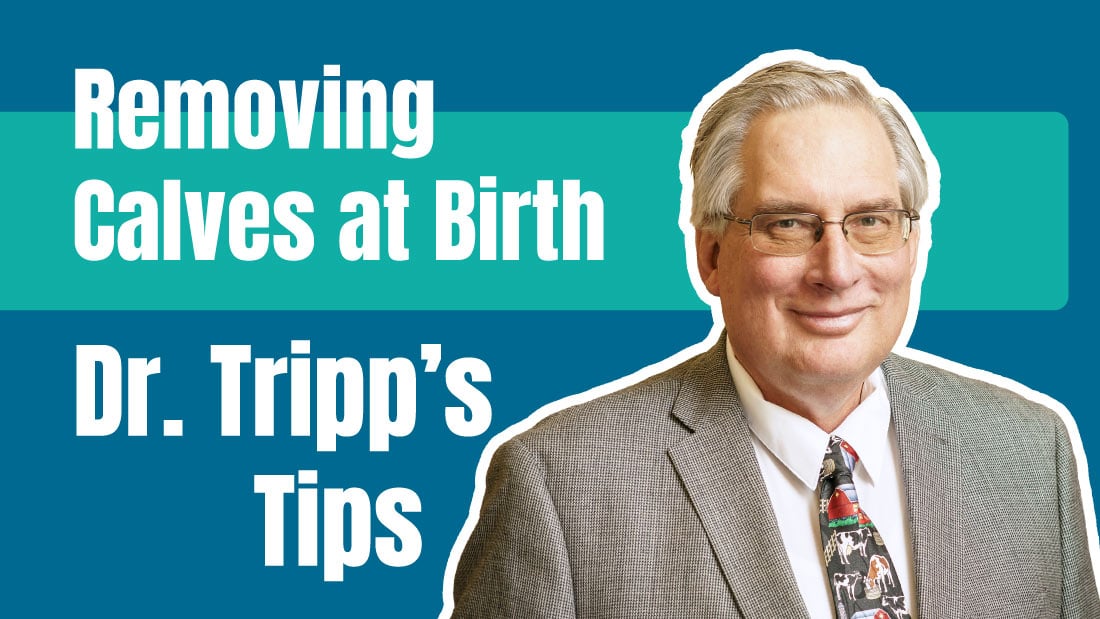 Dr. Tripp's Tips: Removing Calves at Birth