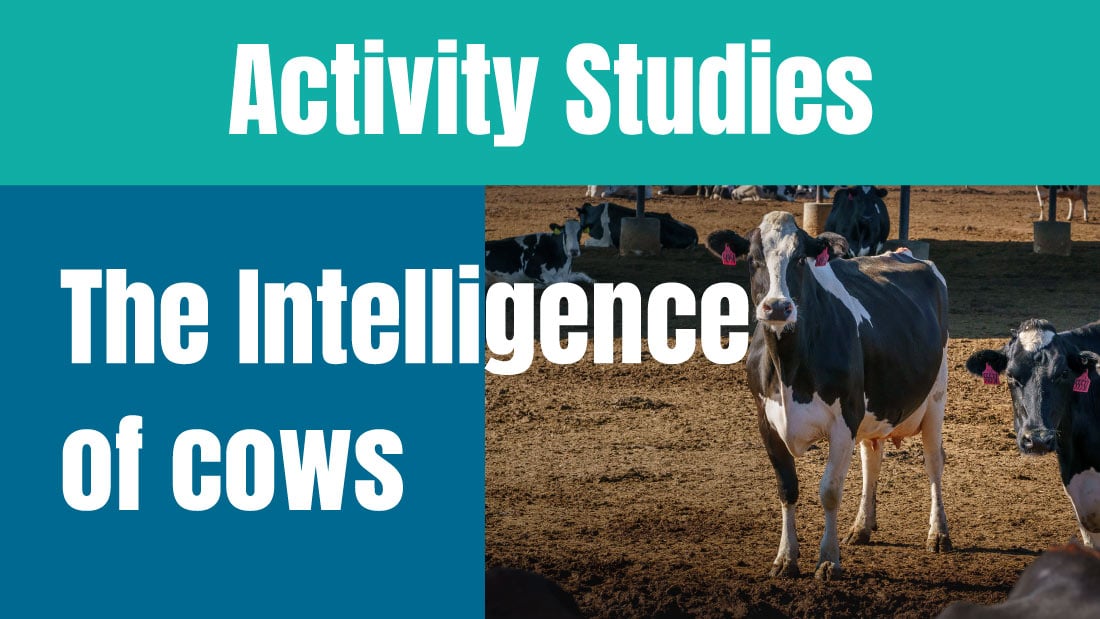 Activity Studies: The intelligence of cows
