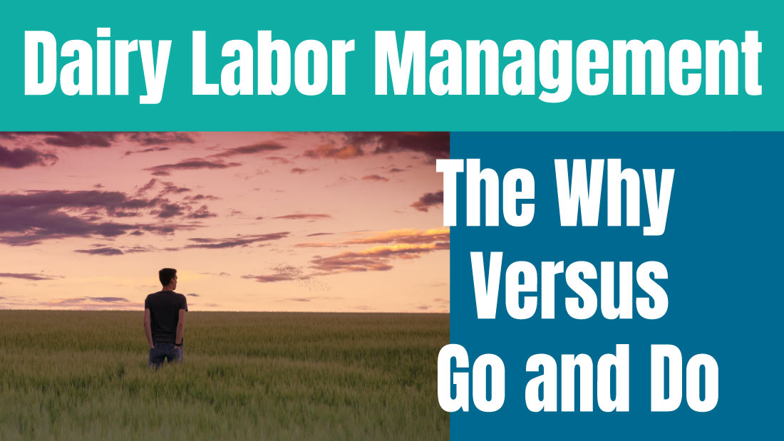 Dairy Labor Management - The Why versus Go and Do