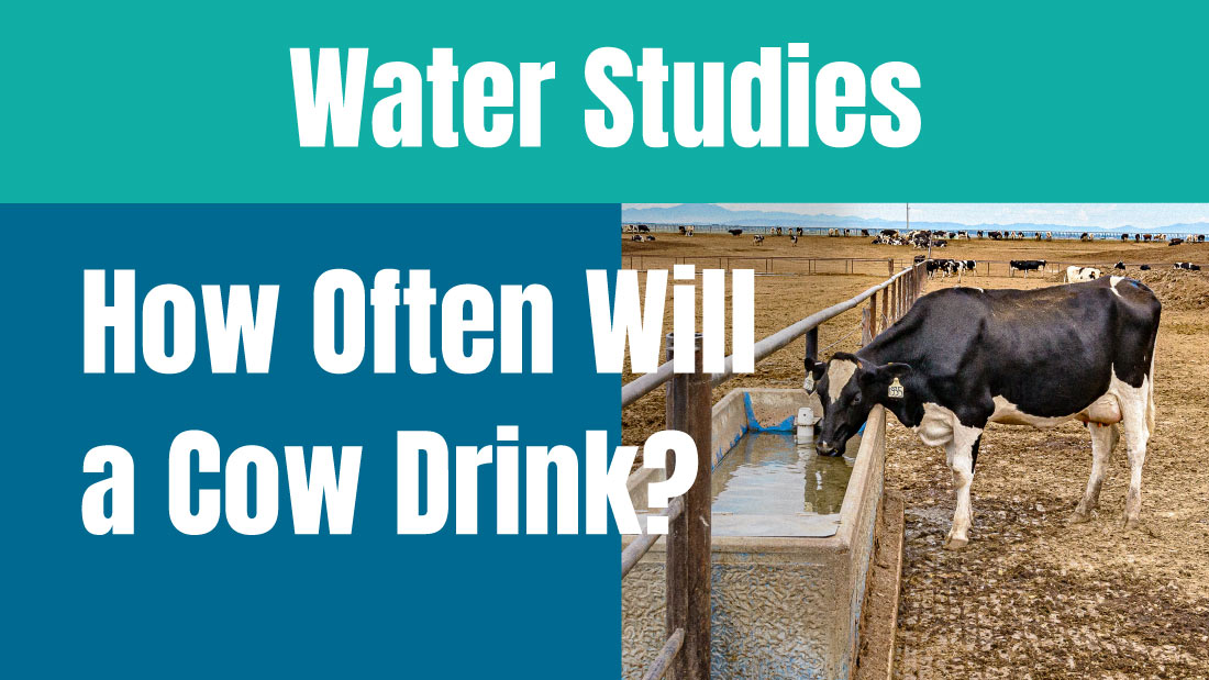 Water Studies on how often a cow will drink