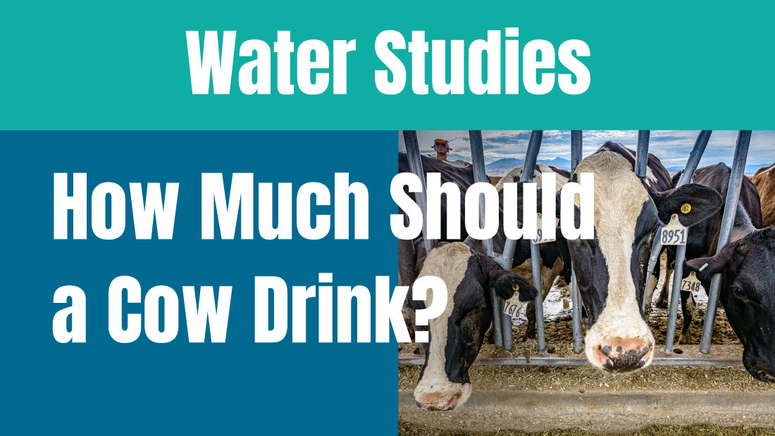 How much water should a cow drink?