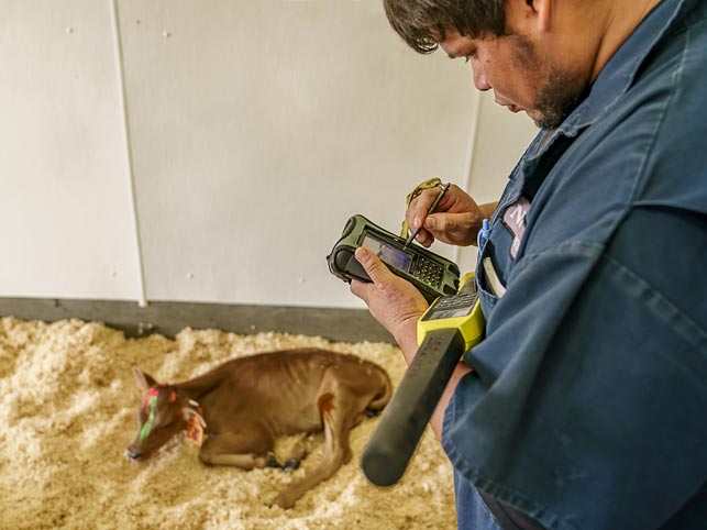 calf-record_DSC9580-Edit