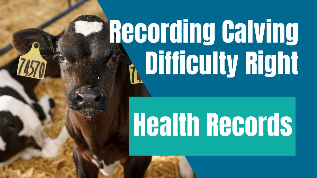 Recording Calving Difficulty Right for your Health Records