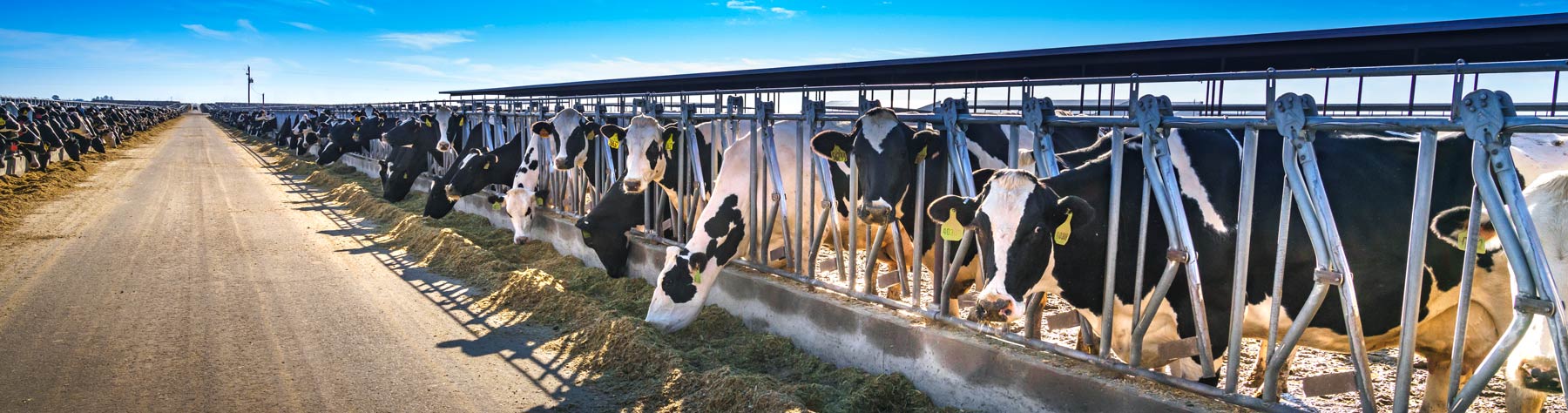 Cows feeding Cows feeding