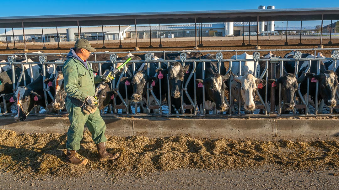 Rfid Cattle Tags With Dhi Plus